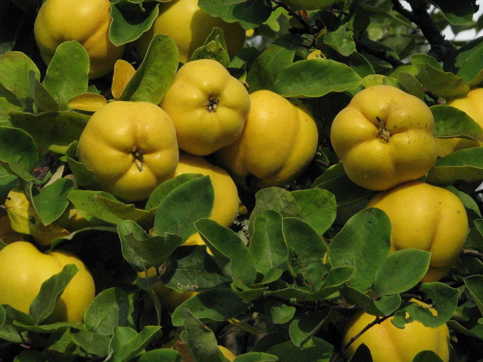 Buy Quince Tree Online – Growing Your Quince Tree The Right Way